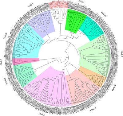 Genome-wide characterization of the PP2C gene family in peanut (Arachis hypogaea L.) and the identification of candidate genes involved in salinity-stress response